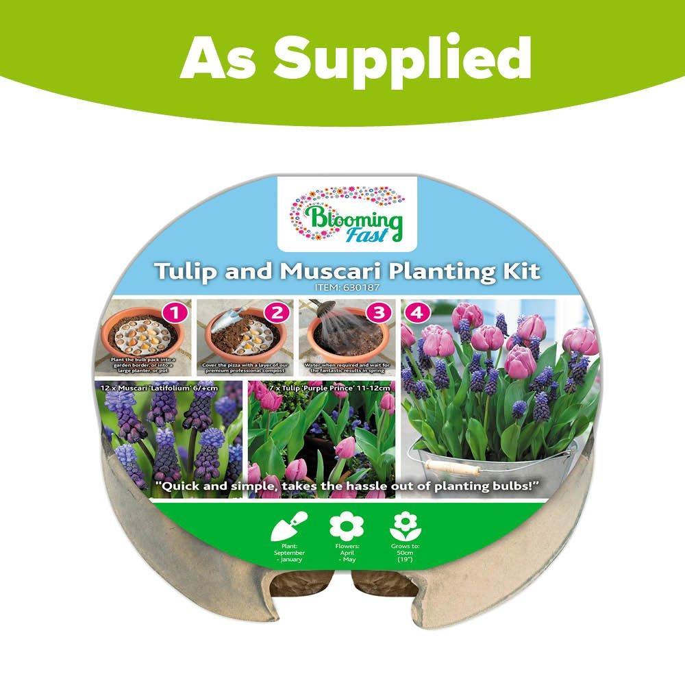 Multi - YouGarden - Blooming Fast Tulip & Muscari Pod (19 bulbs) - 7