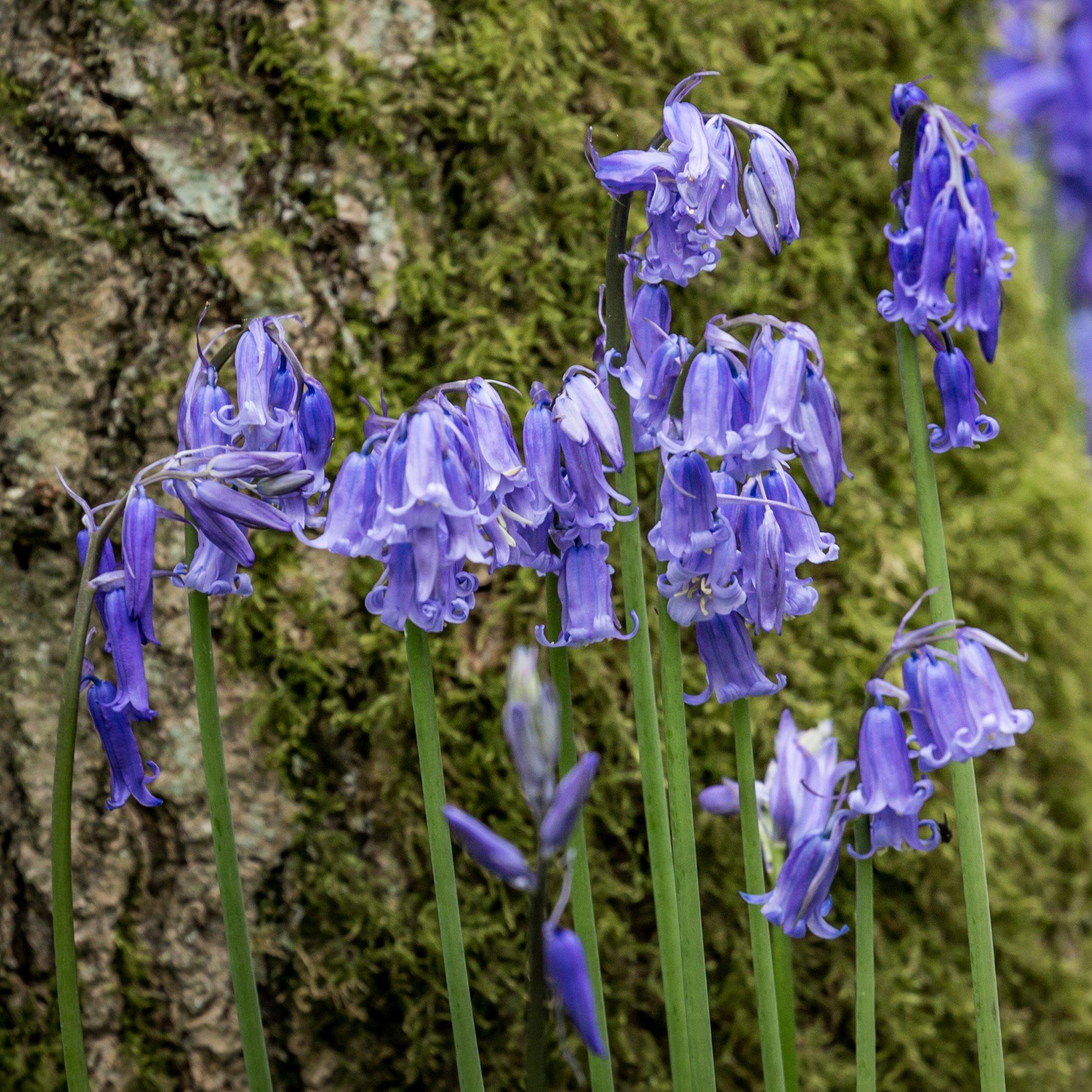 Blue - YouGarden - English Bluebells (20 Bulbs) - 1
