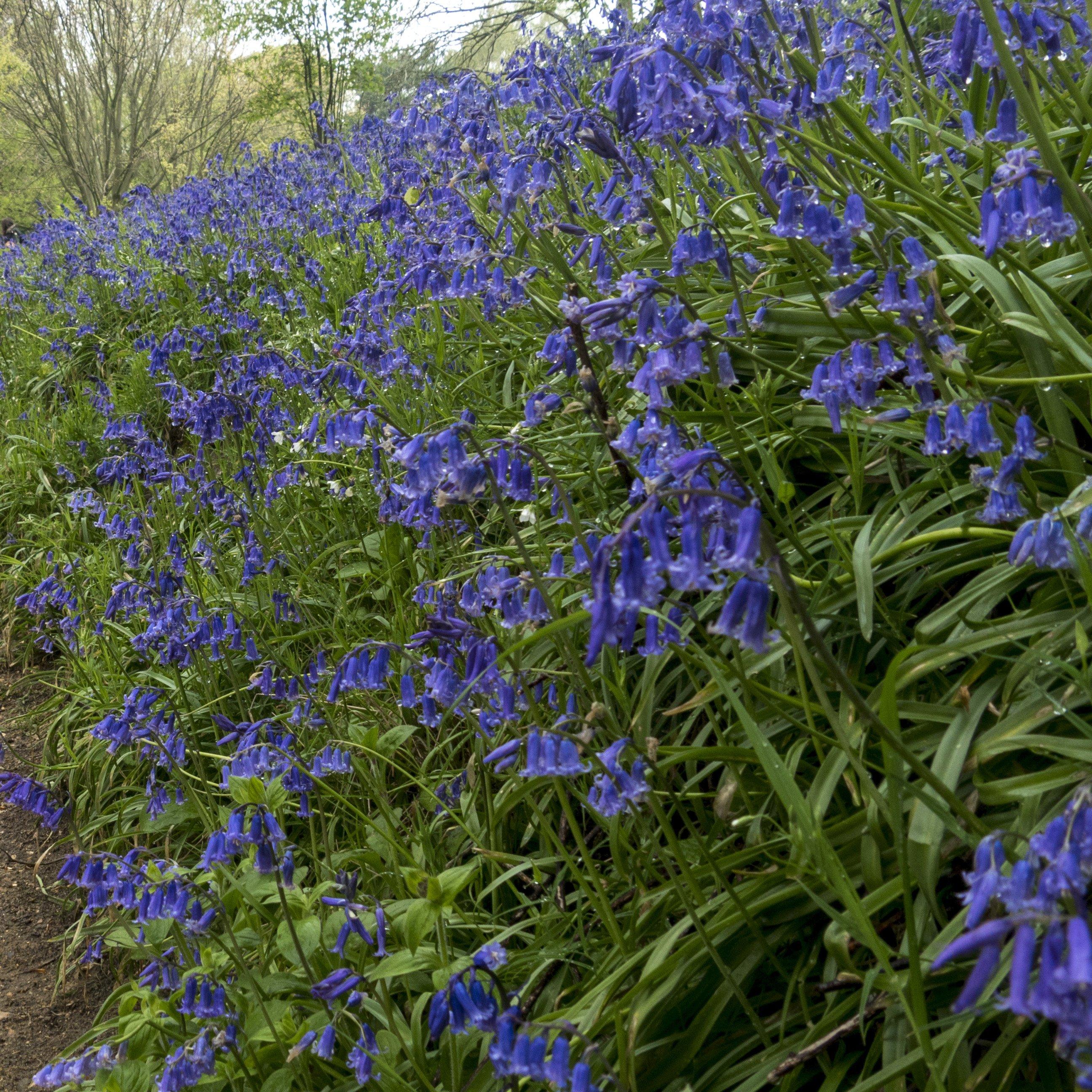 Blue - YouGarden - English Bluebells (20 Bulbs) - 3