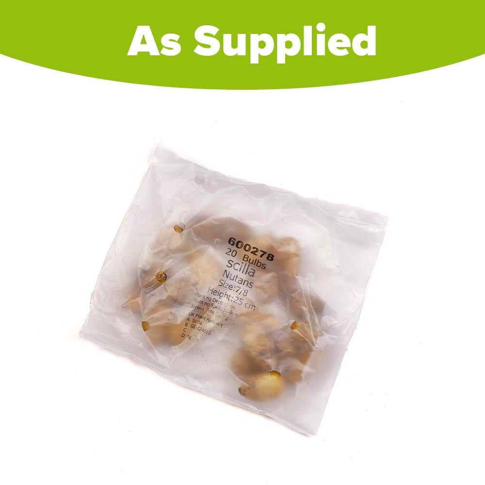 Blue - YouGarden - English Bluebells (20 Bulbs) - 4