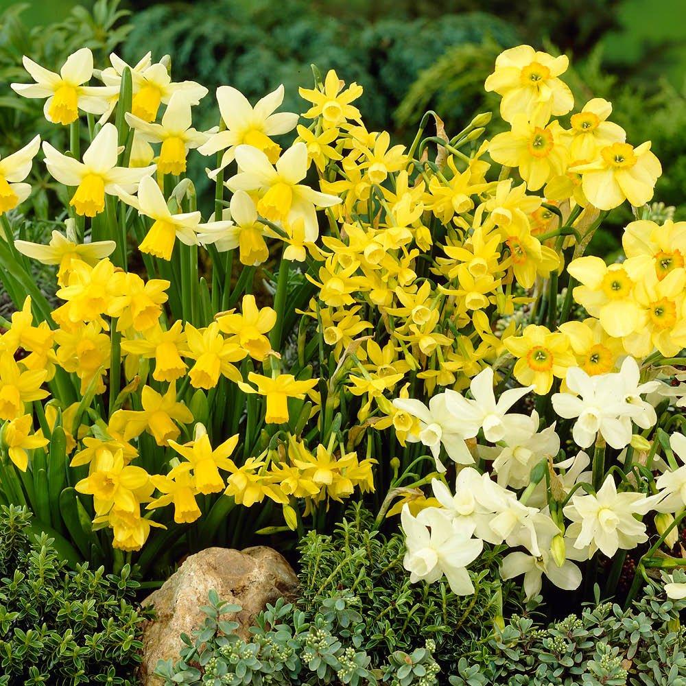 Multi - YouGarden - Short Narcissus Mixed (100 Bulbs) - 1