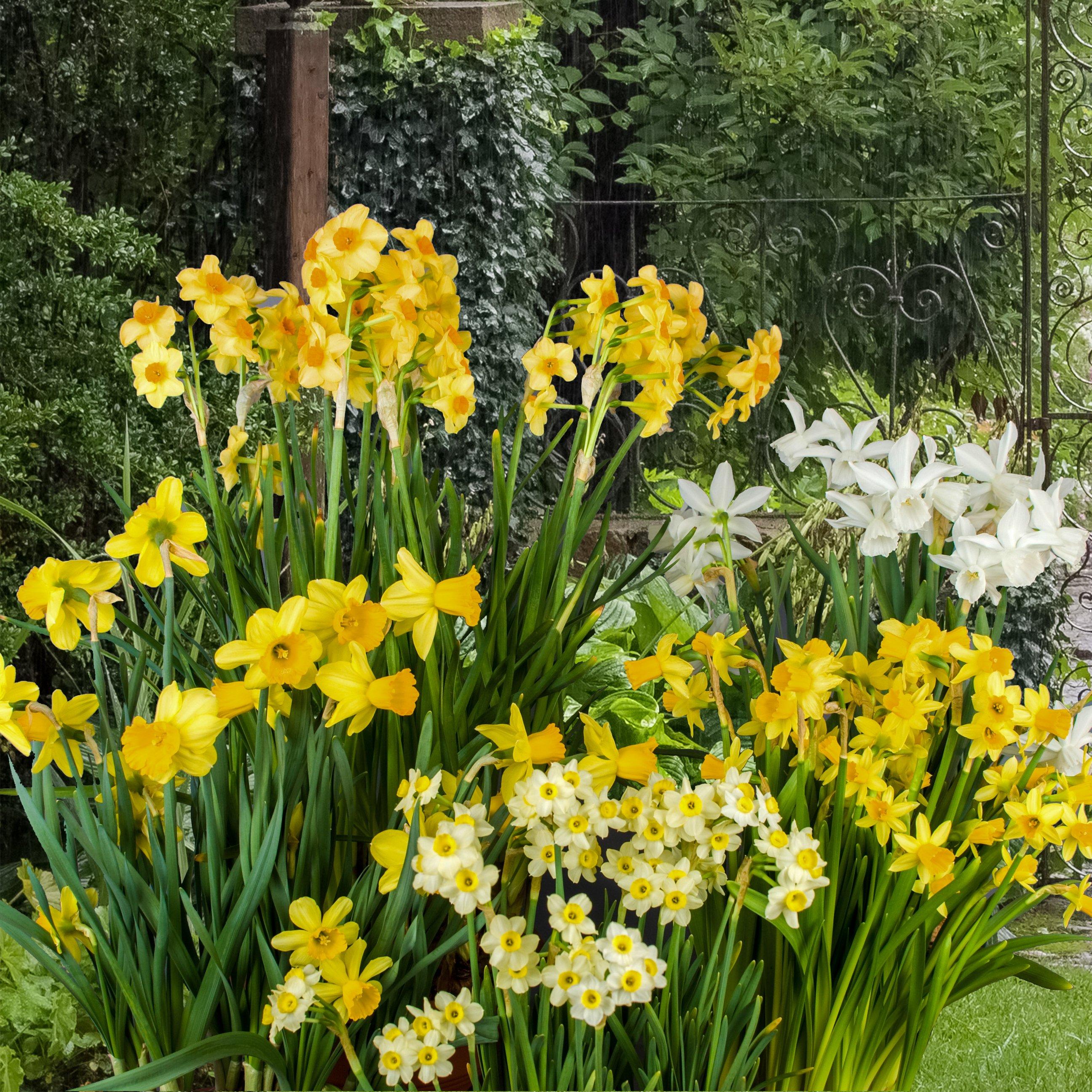 Multi - YouGarden - Short Narcissus Mixed (100 Bulbs) - 2
