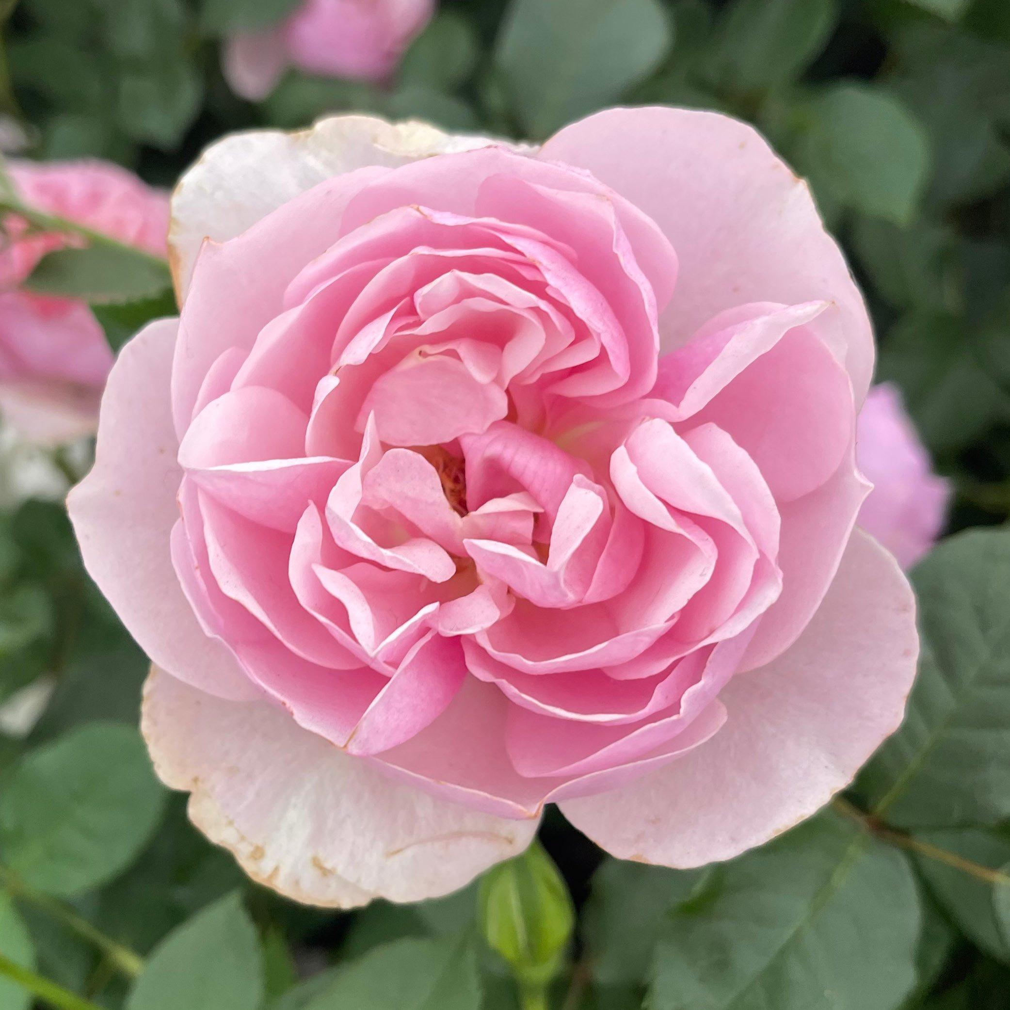 Yougarden  Rose Thank You (4L Pot) - Pink - 4L Pot