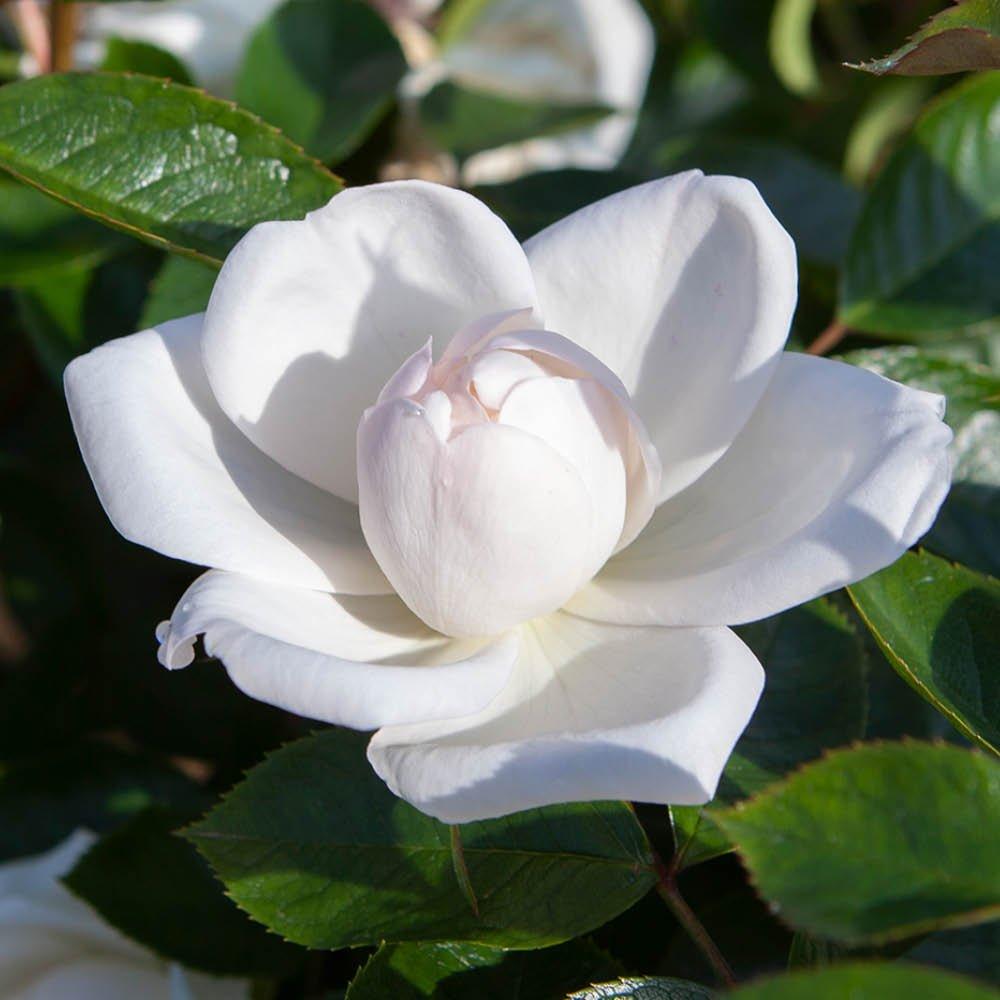 Yougarden  Rose Climbing Wedding (4L Pot) White - 4L Pot