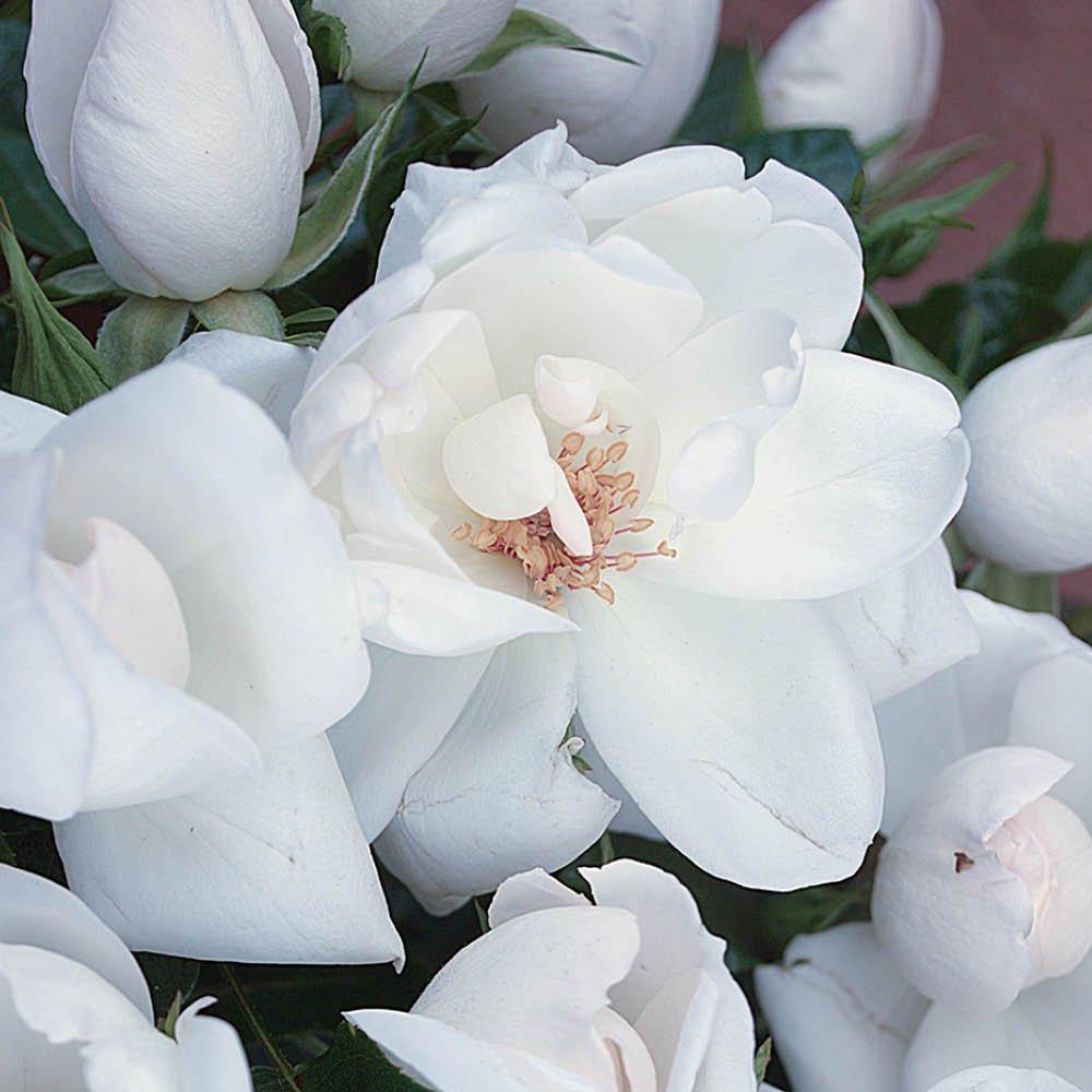 White - YouGarden - Rose Climbing White Wedding (4L Pot) - 2