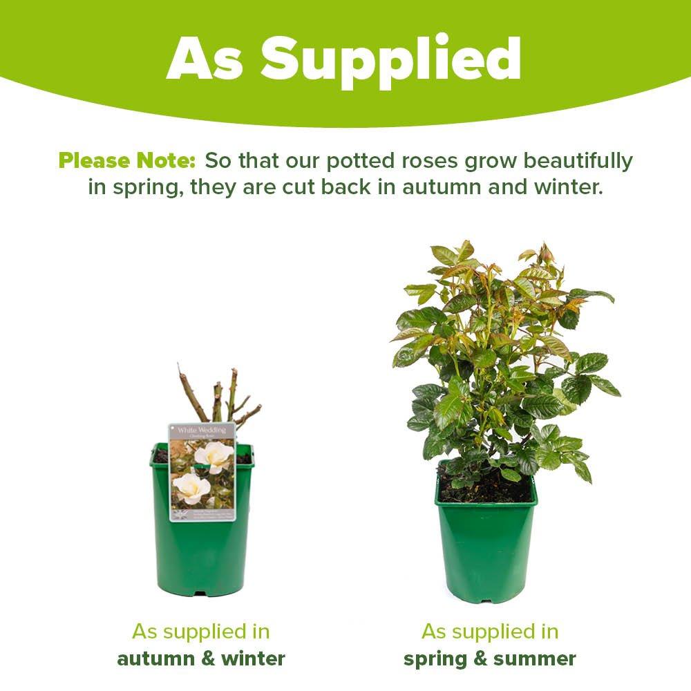 White - YouGarden - Rose Climbing White Wedding (4L Pot) - 3