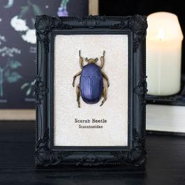 Something Different Scarab Beetle Framed Wall Art Print