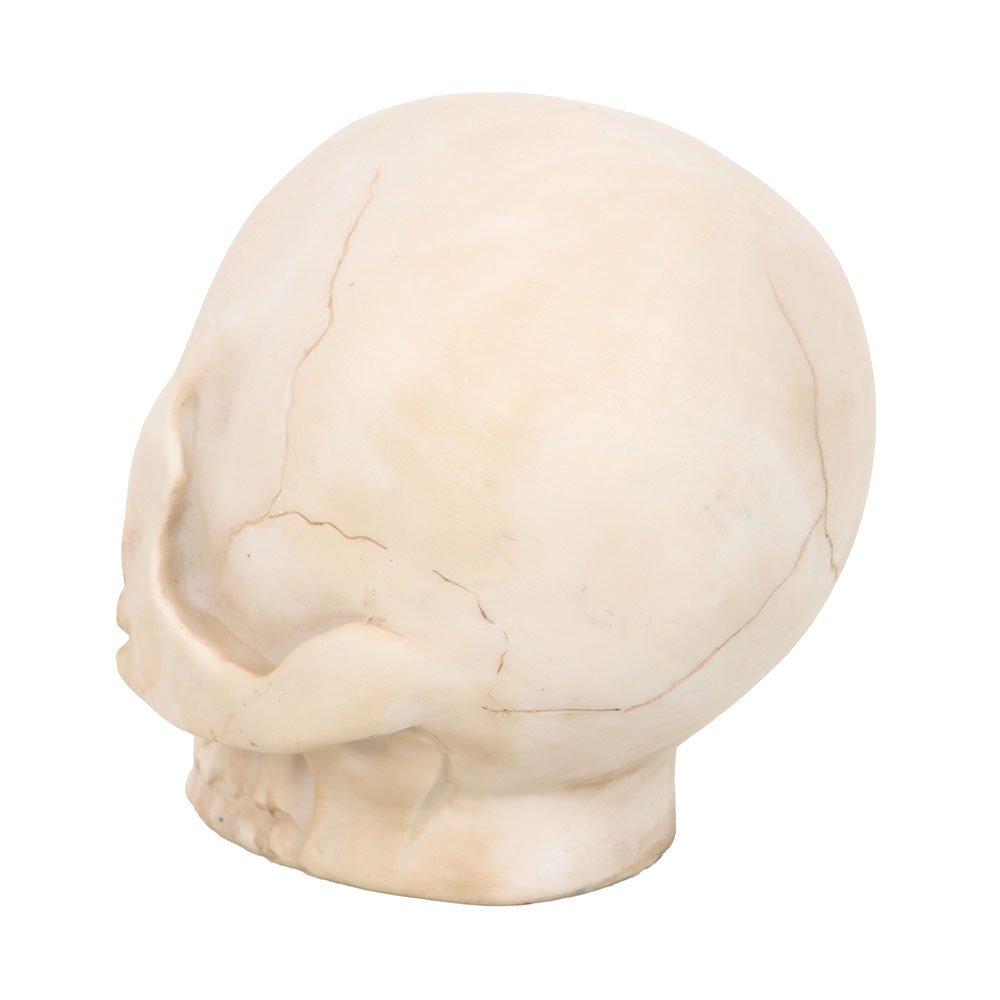 Cream - Something Different - Skull Ornament with Snake - 4
