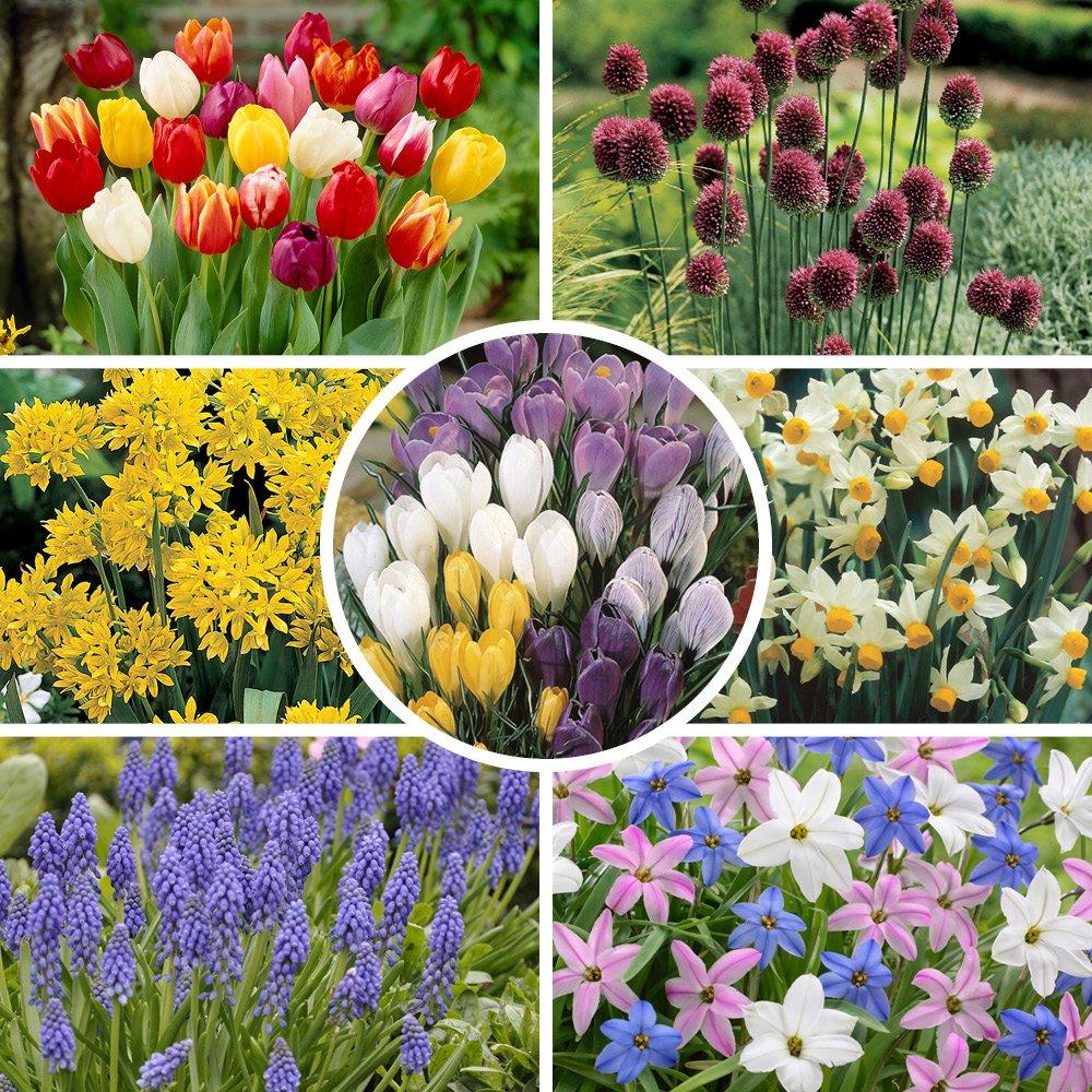 Multi - YouGarden - 300 Spring Bulb Collection - 1