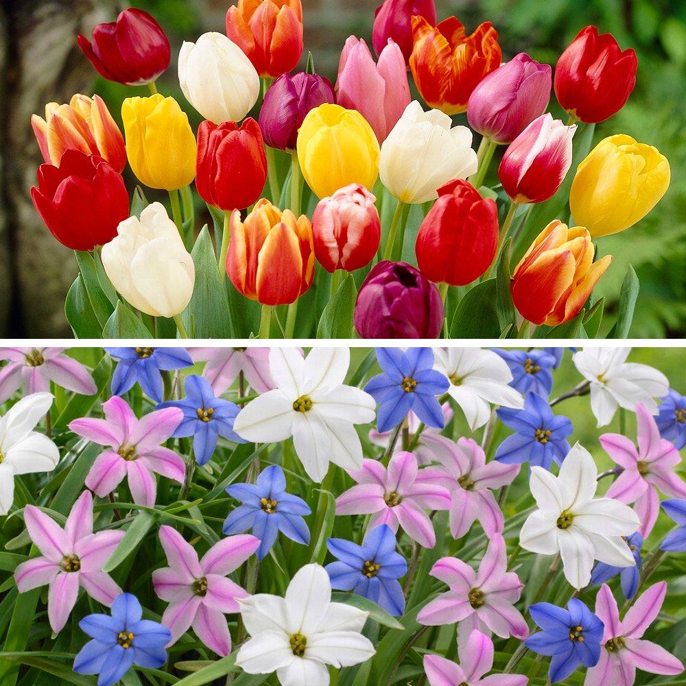 Multi - YouGarden - 300 Spring Bulb Collection - 2