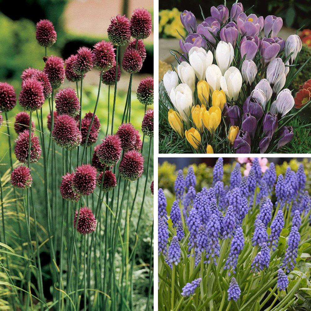 Multi - YouGarden - 300 Spring Bulb Collection - 3