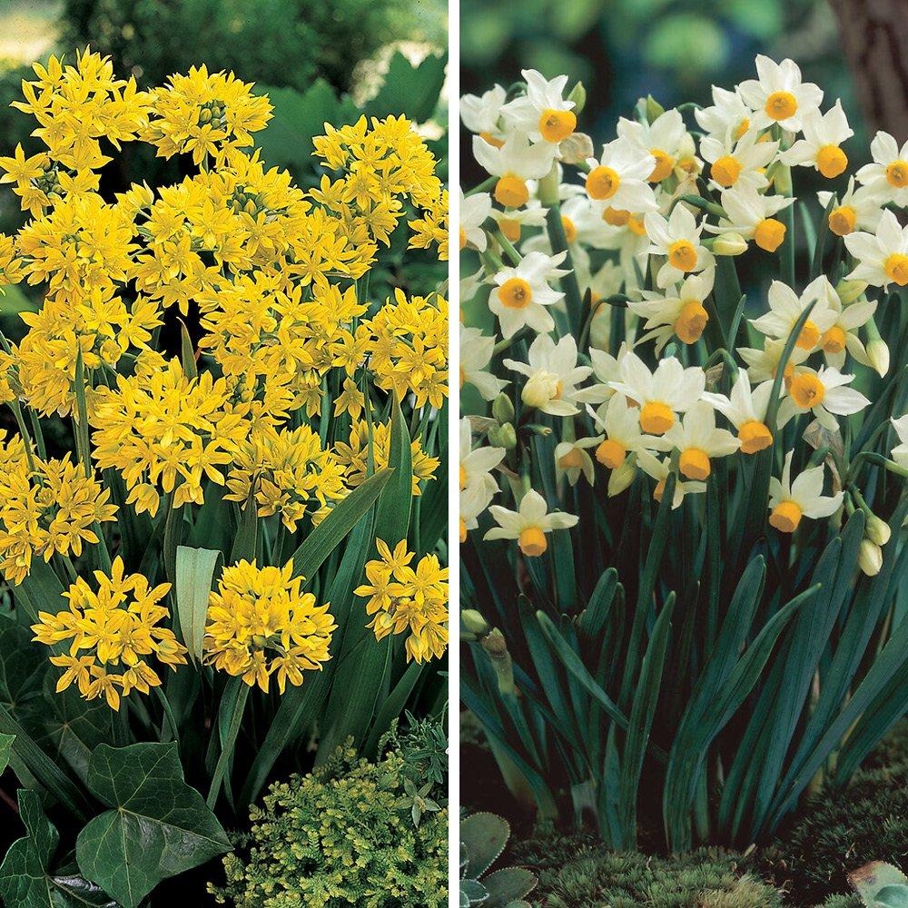 Multi - YouGarden - 300 Spring Bulb Collection - 4