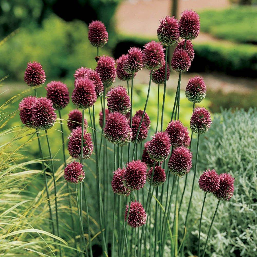Multi - YouGarden - Allium Drumsticks (100 bulbs) - 1