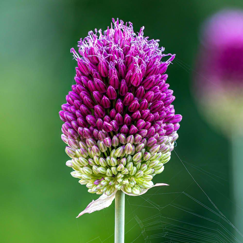 Multi - YouGarden - Allium Drumsticks (100 bulbs) - 2