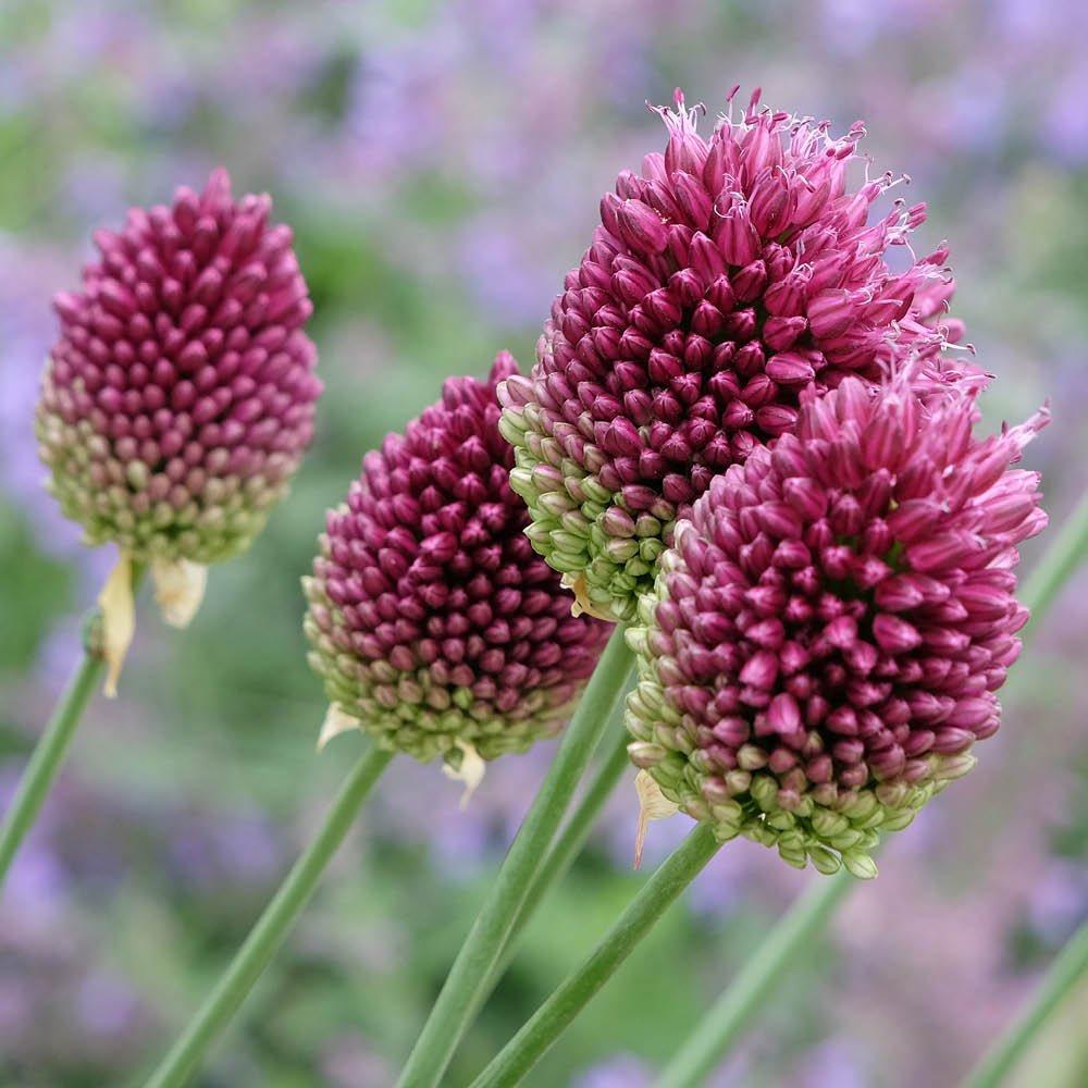 Multi - YouGarden - Allium Drumsticks (100 bulbs) - 3