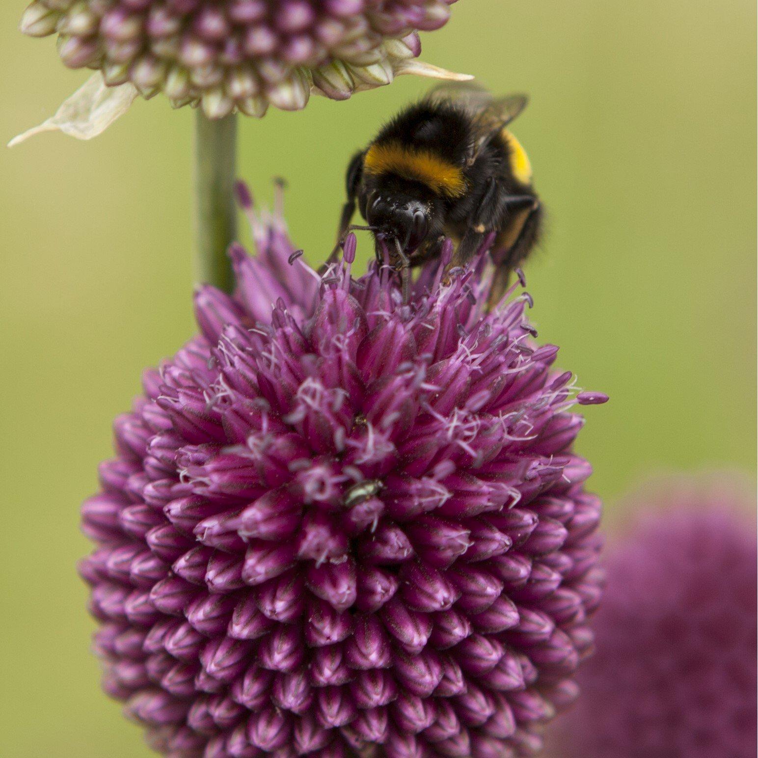 Multi - YouGarden - Allium Drumsticks (100 bulbs) - 4