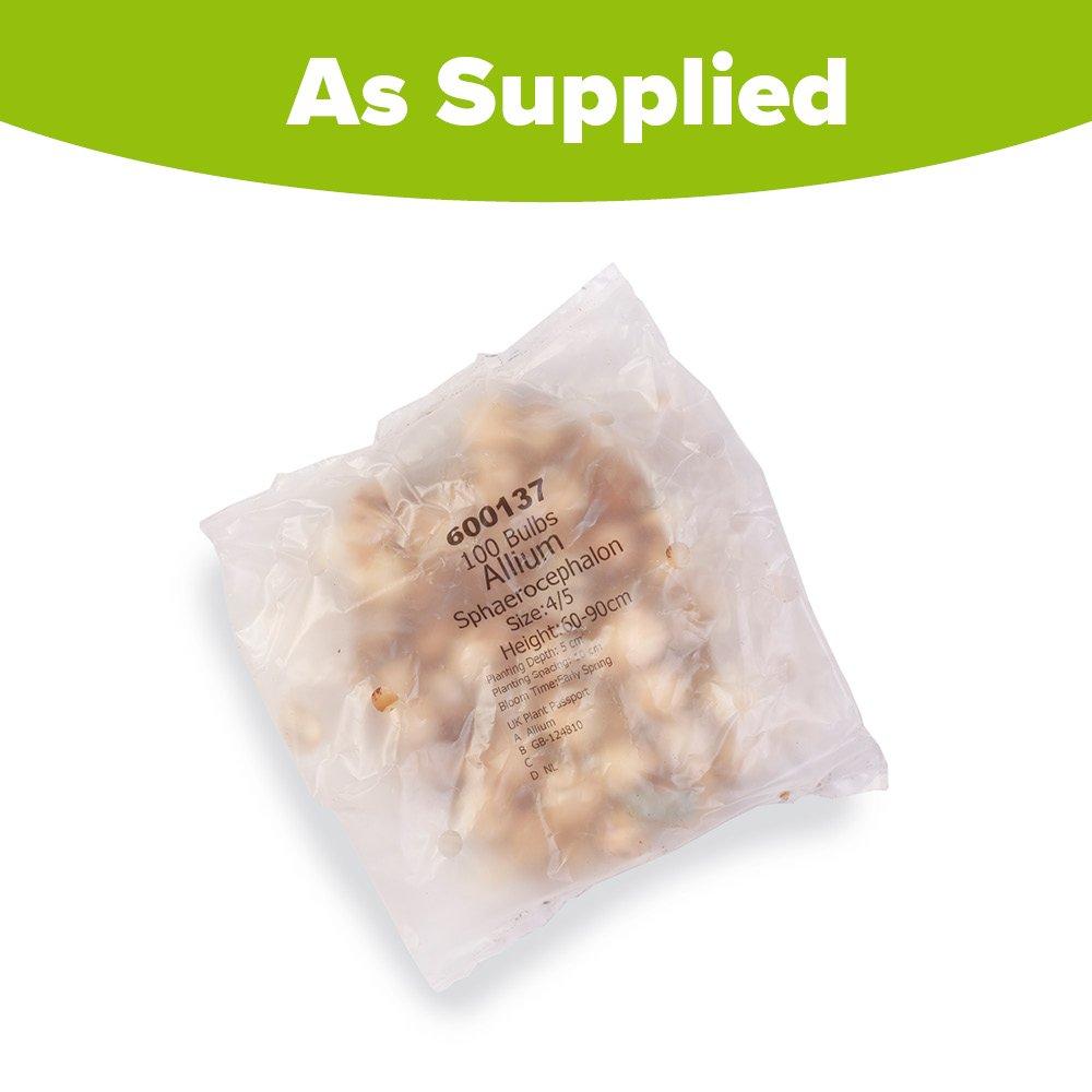 Multi - YouGarden - Allium Drumsticks (100 bulbs) - 5