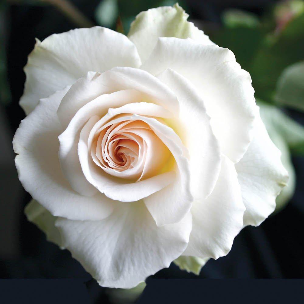 Yougarden  Rose Margaret Merril (4L Pot) - White - 4L Pot