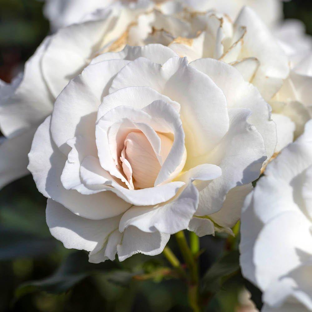 White - YouGarden - Rose Margaret Merril (4L Pot) - 2