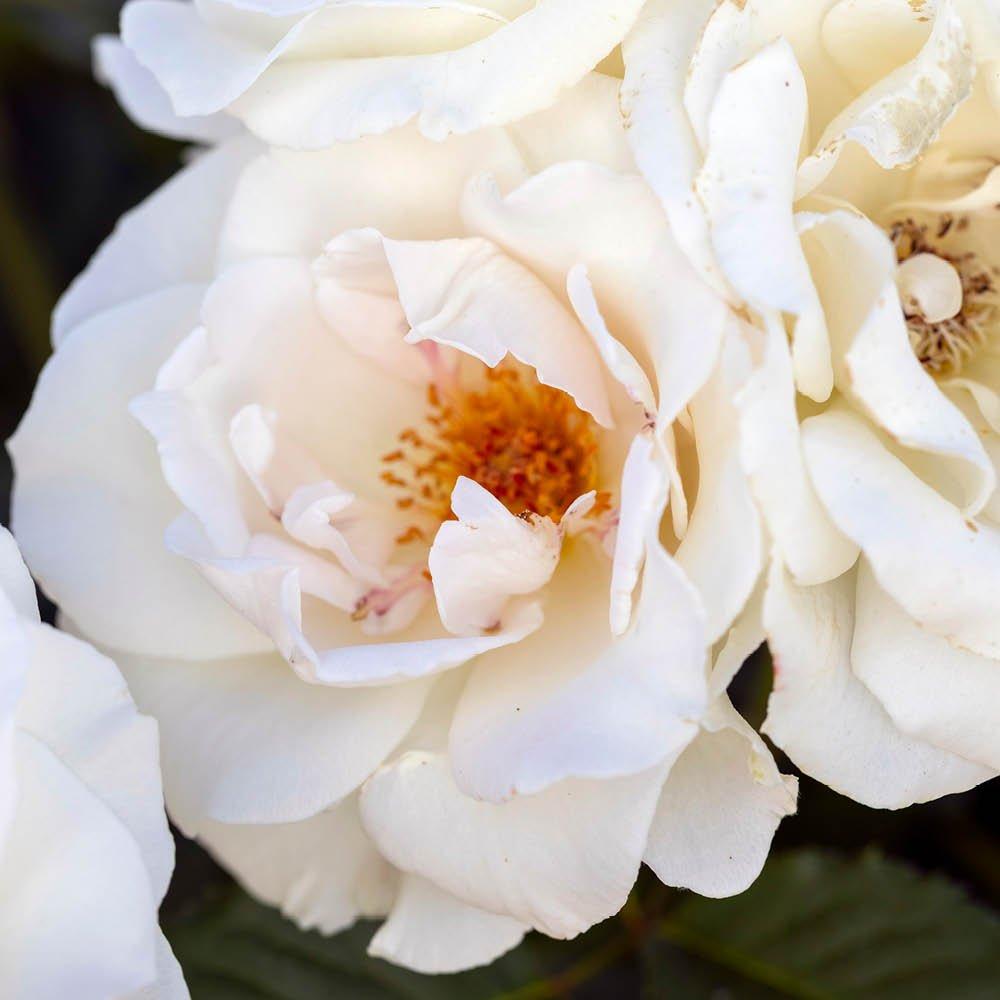 White - YouGarden - Rose Margaret Merril (4L Pot) - 3