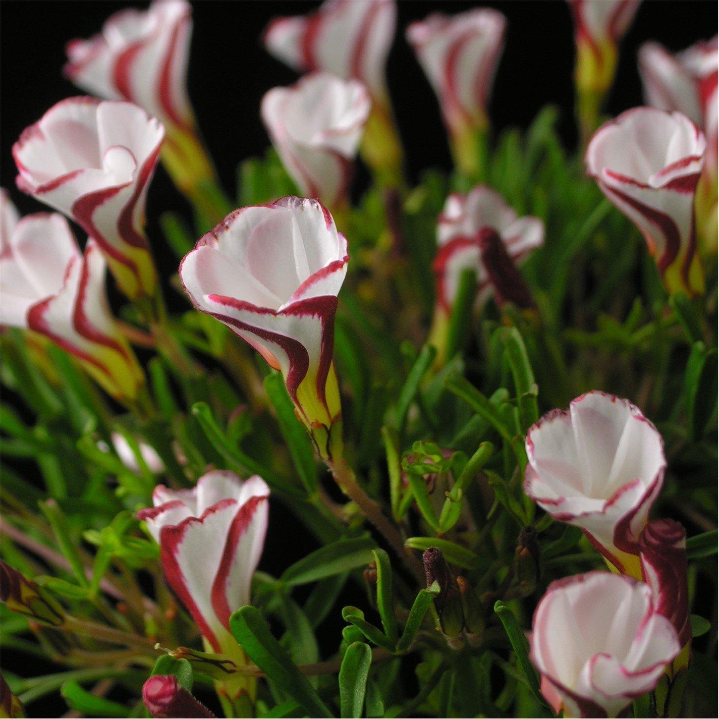 Multi - YouGarden - Candy Cane Sorrel - Oxalis versicolour (10 Bulbs) - 1