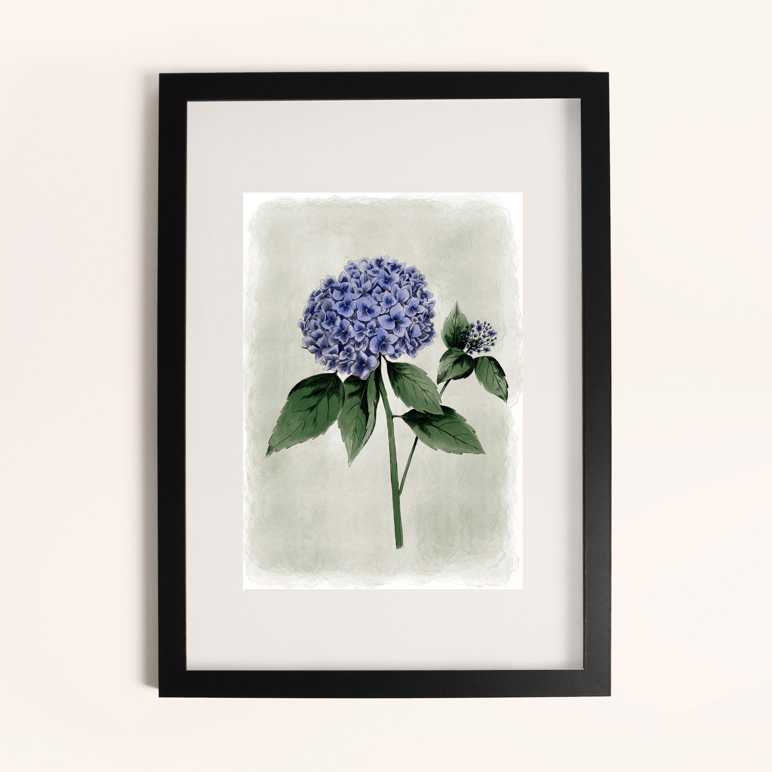 Blue - Laura Ashley - Hydrangea Flower Print in a Black Frame - 1