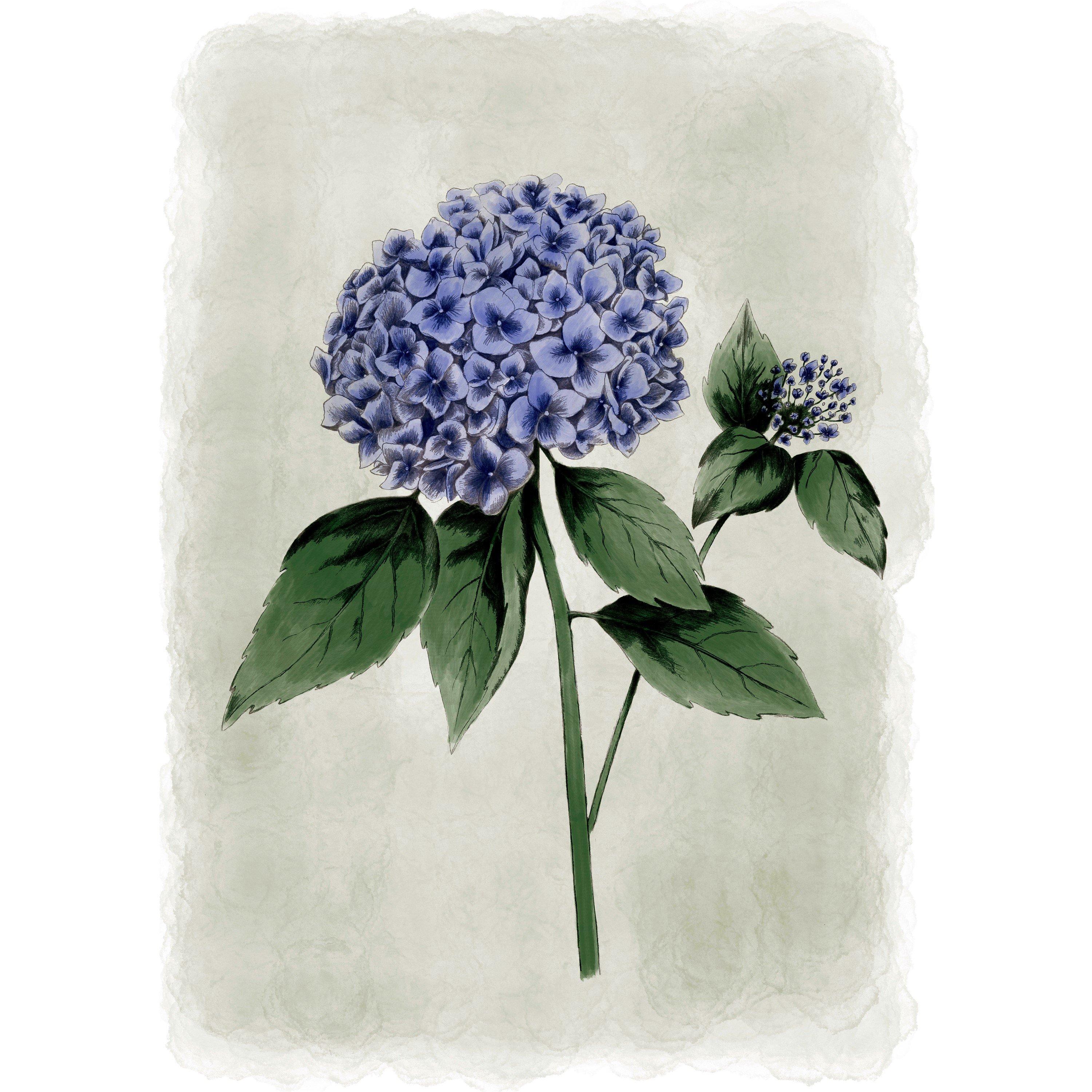 Blue - Laura Ashley - Hydrangea Flower Print in a Black Frame - 3