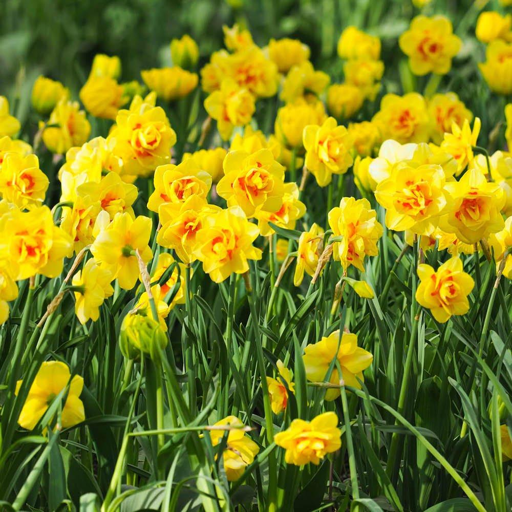 Multi - YouGarden - Narcissus Tahiti (12 bulbs) - 1