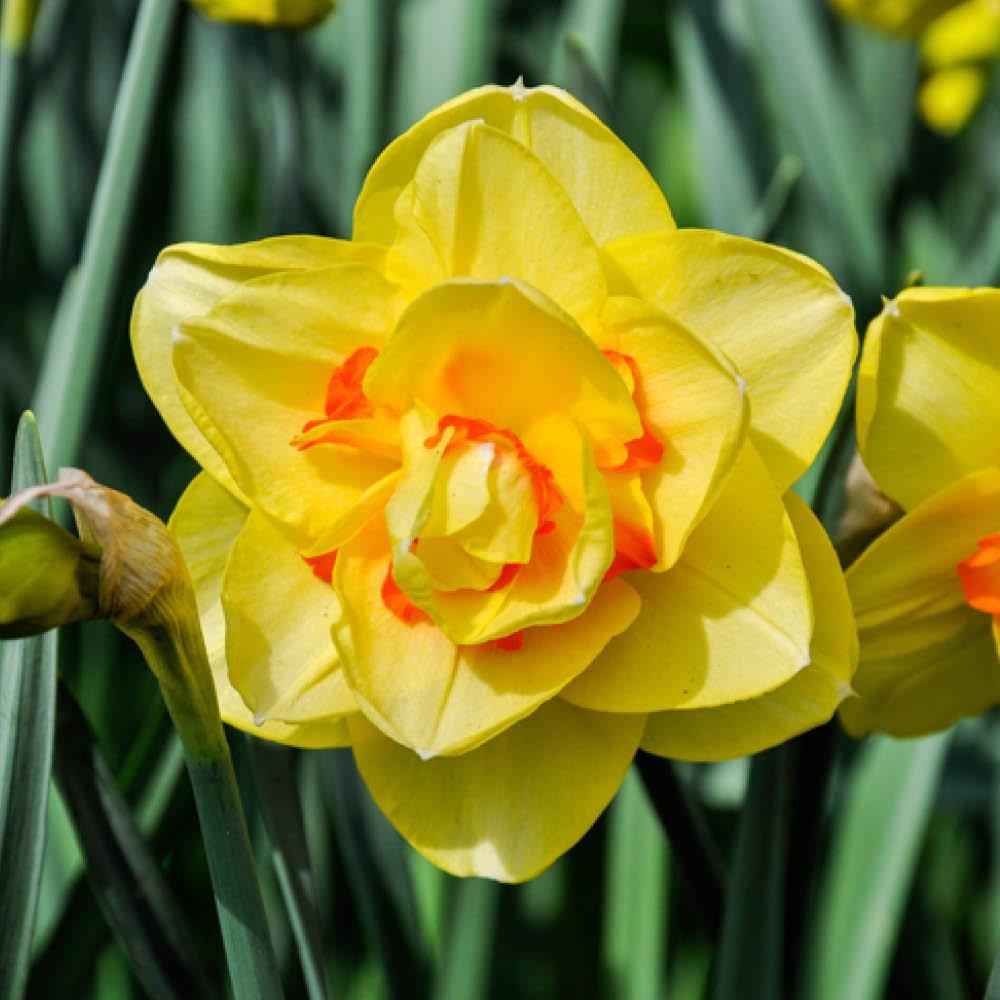 Multi - YouGarden - Narcissus Tahiti (12 bulbs) - 2