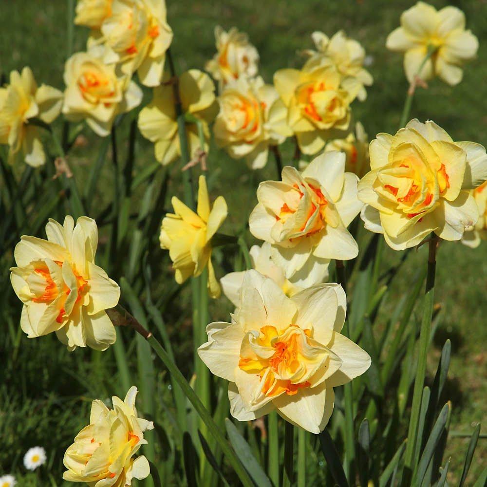 Multi - YouGarden - Narcissus Tahiti (12 bulbs) - 3