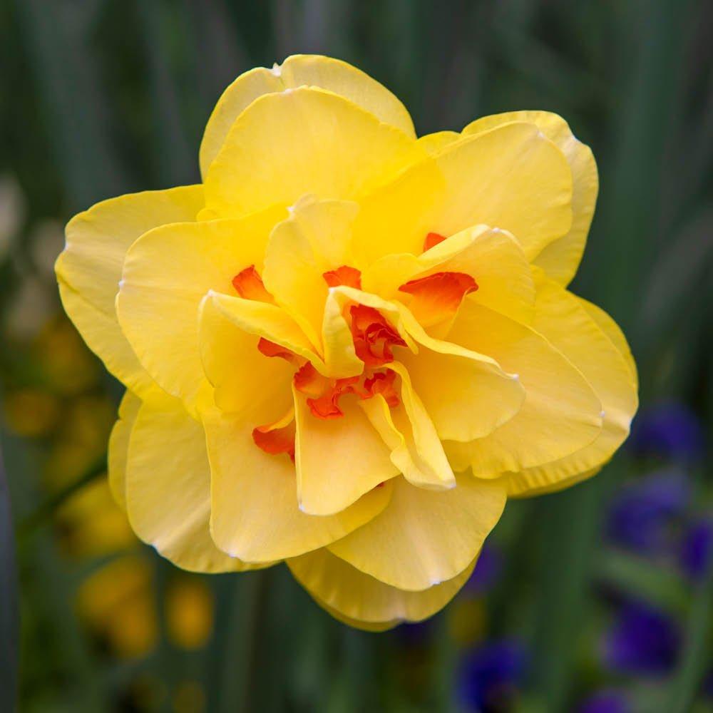 Multi - YouGarden - Narcissus Tahiti (12 bulbs) - 4