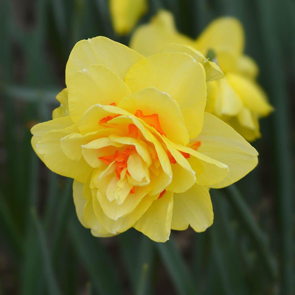Multi - YouGarden - Narcissus Tahiti (12 bulbs) - 5