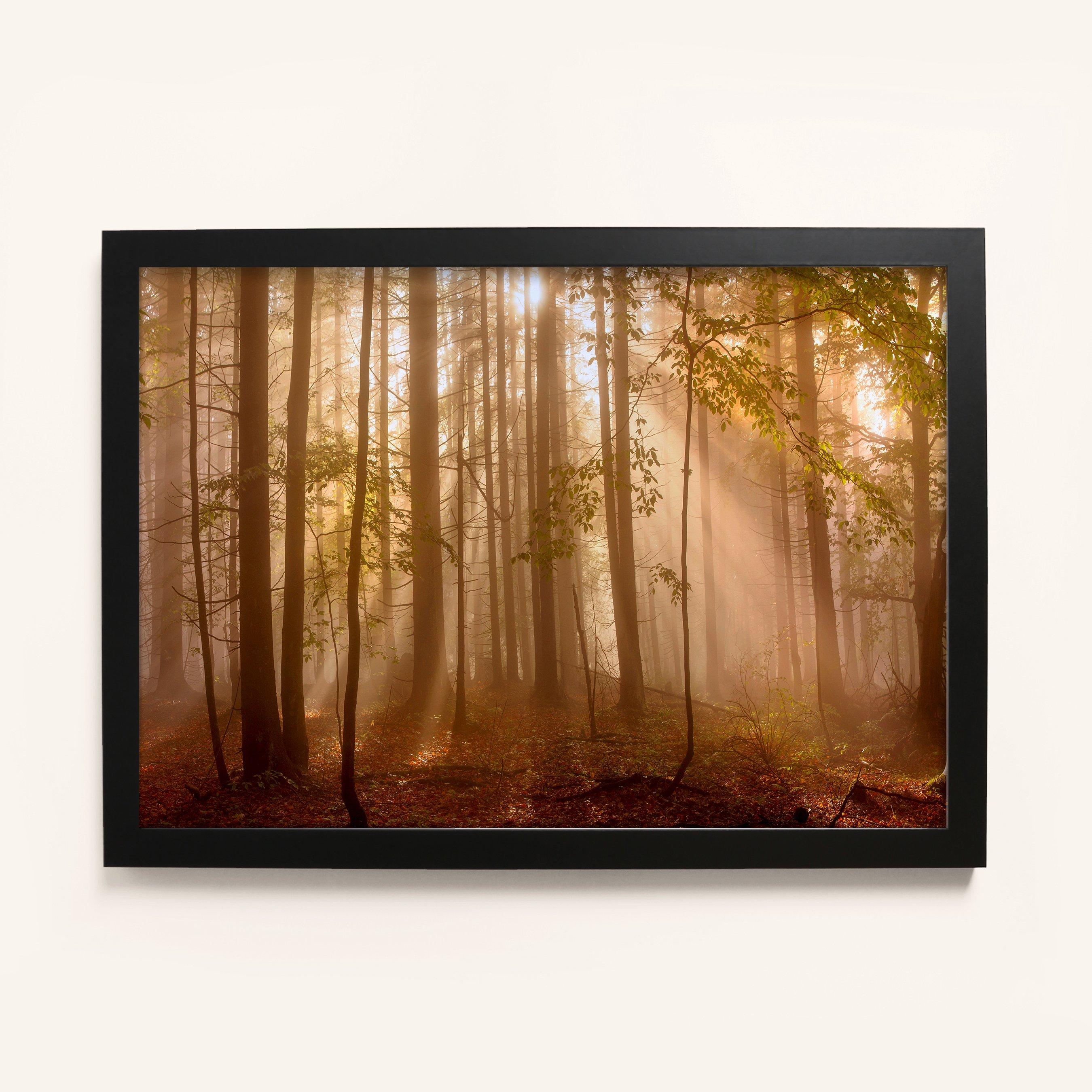 Brown - Laura Ashley - Sunlit Trees Print in a Black Frame - 1