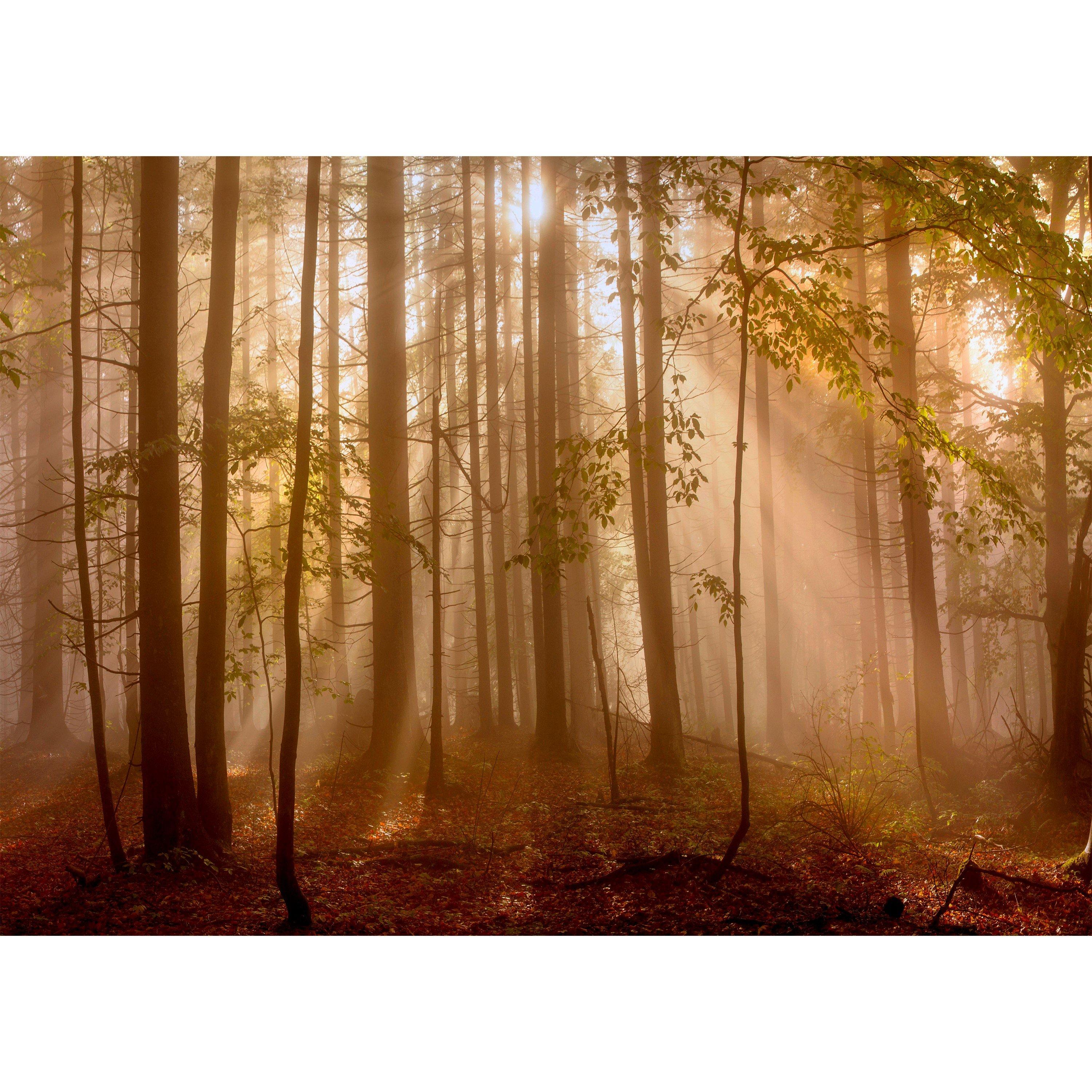 Brown - Laura Ashley - Sunlit Trees Print in a Black Frame - 3