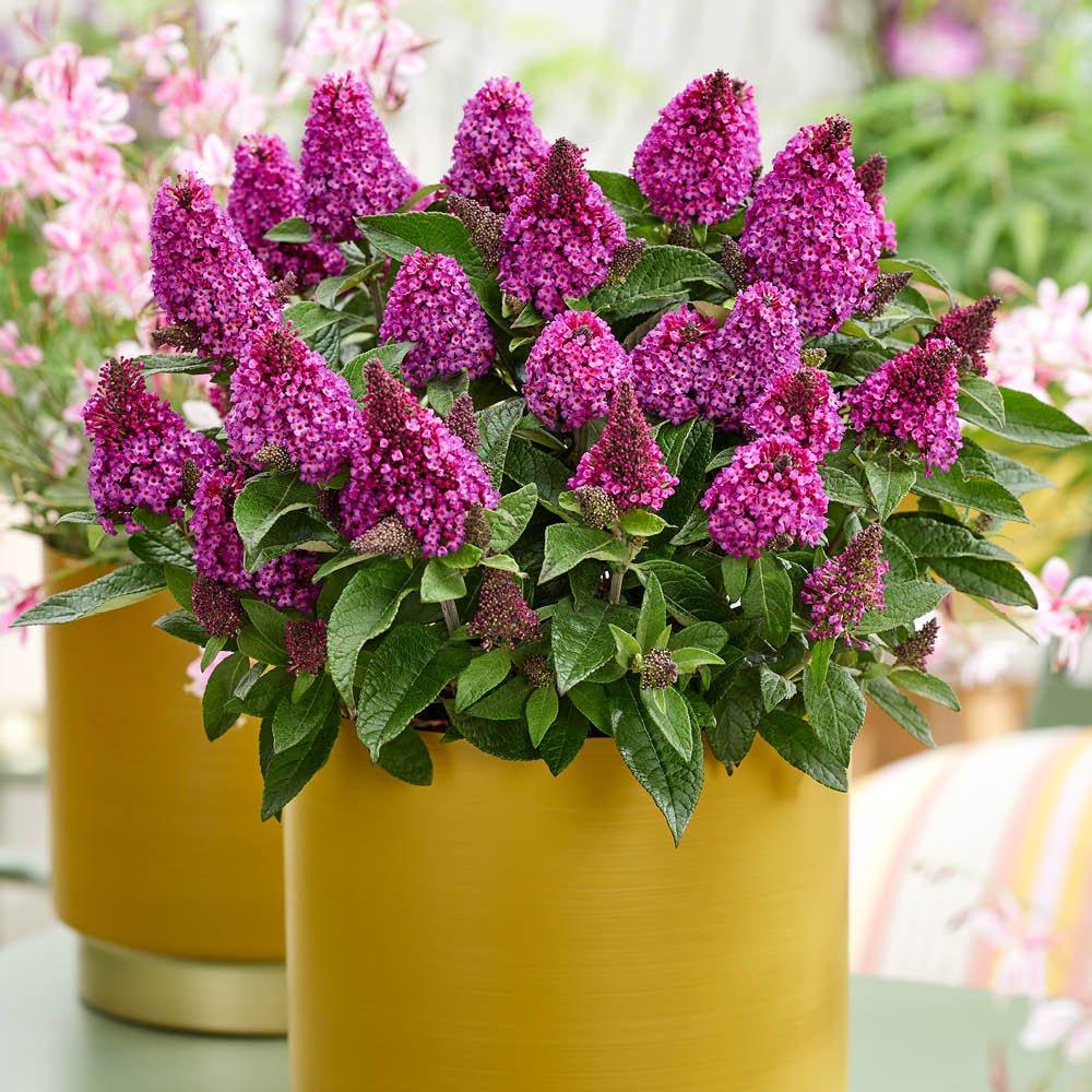 YouGarden Buddleia Little Rock Stars - Red (3 x 9cm Pots)