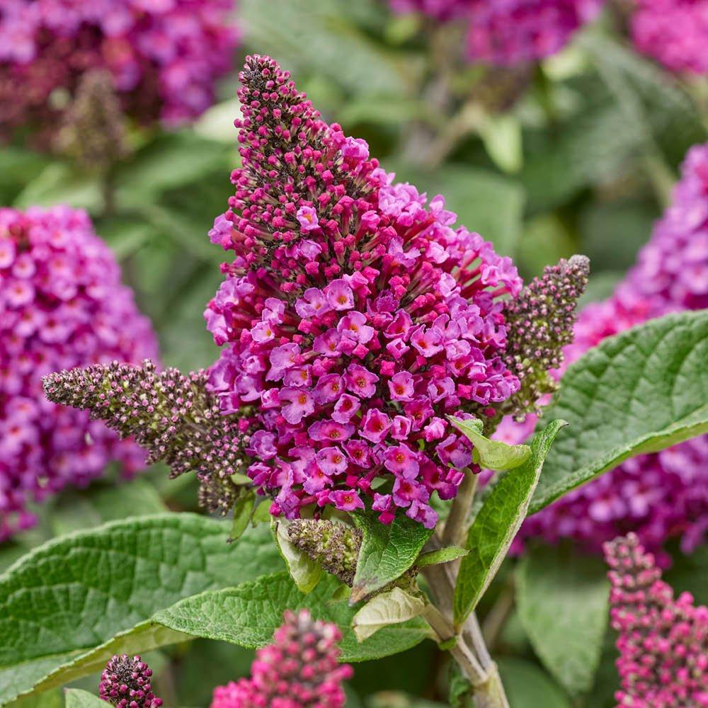 Red - YouGarden - Buddleia Little Rock Stars - Red (3 x 9cm Pots) - 2