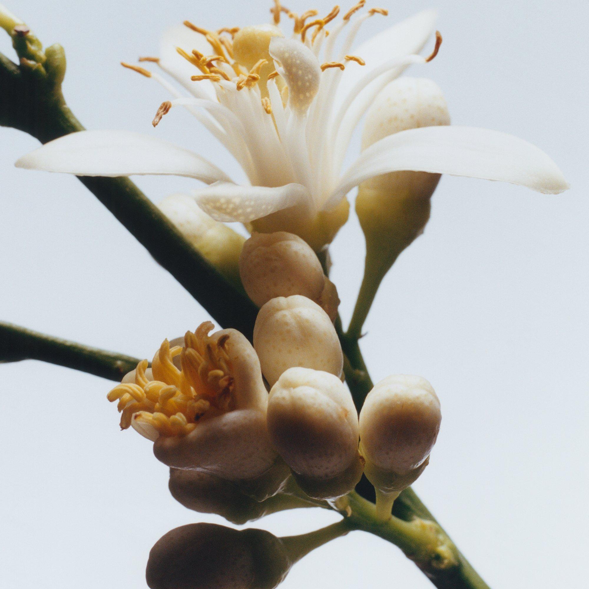 Clear - Jo Malone London - Orange Blossom Diffuser 165ml - 3