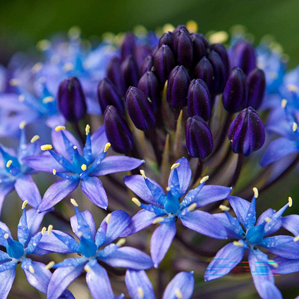 Blue - YouGarden - Portuguese Squill - Scilla peruviana (3 bulbs) - 1