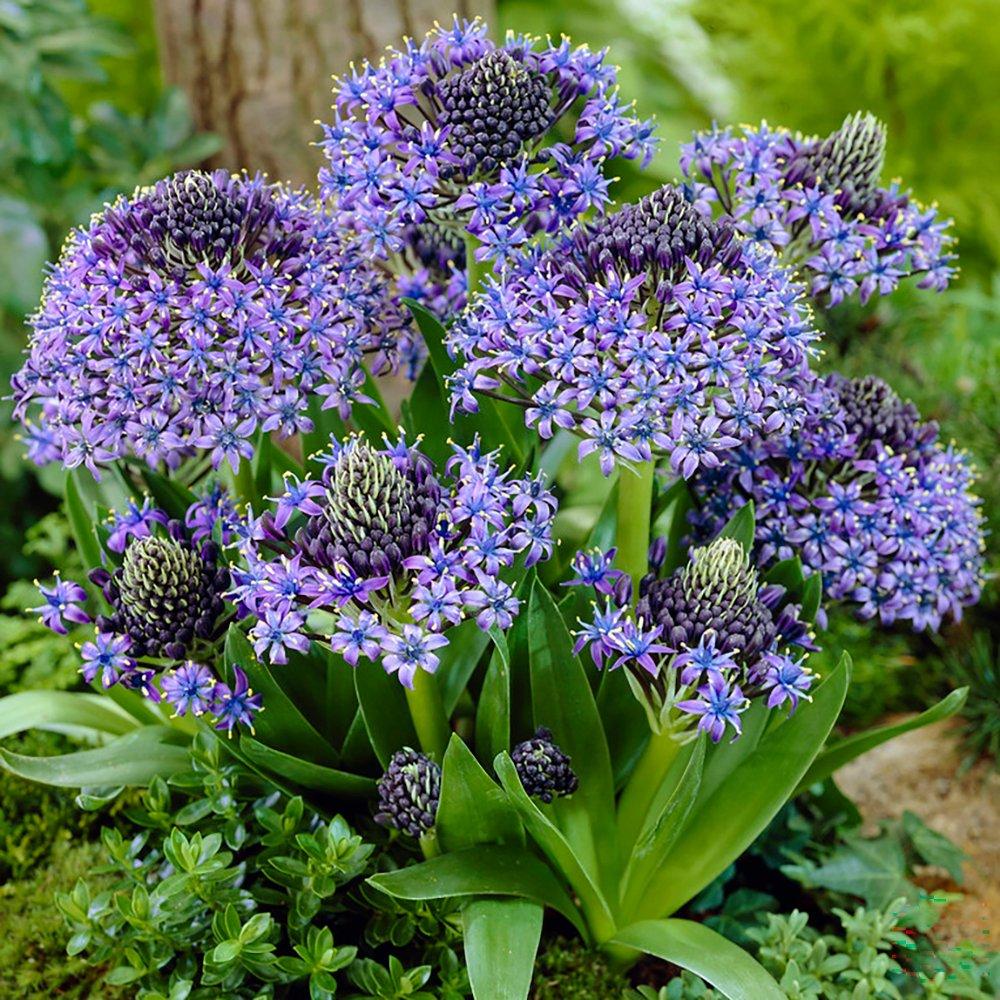 Blue - YouGarden - Portuguese Squill - Scilla peruviana (3 bulbs) - 2