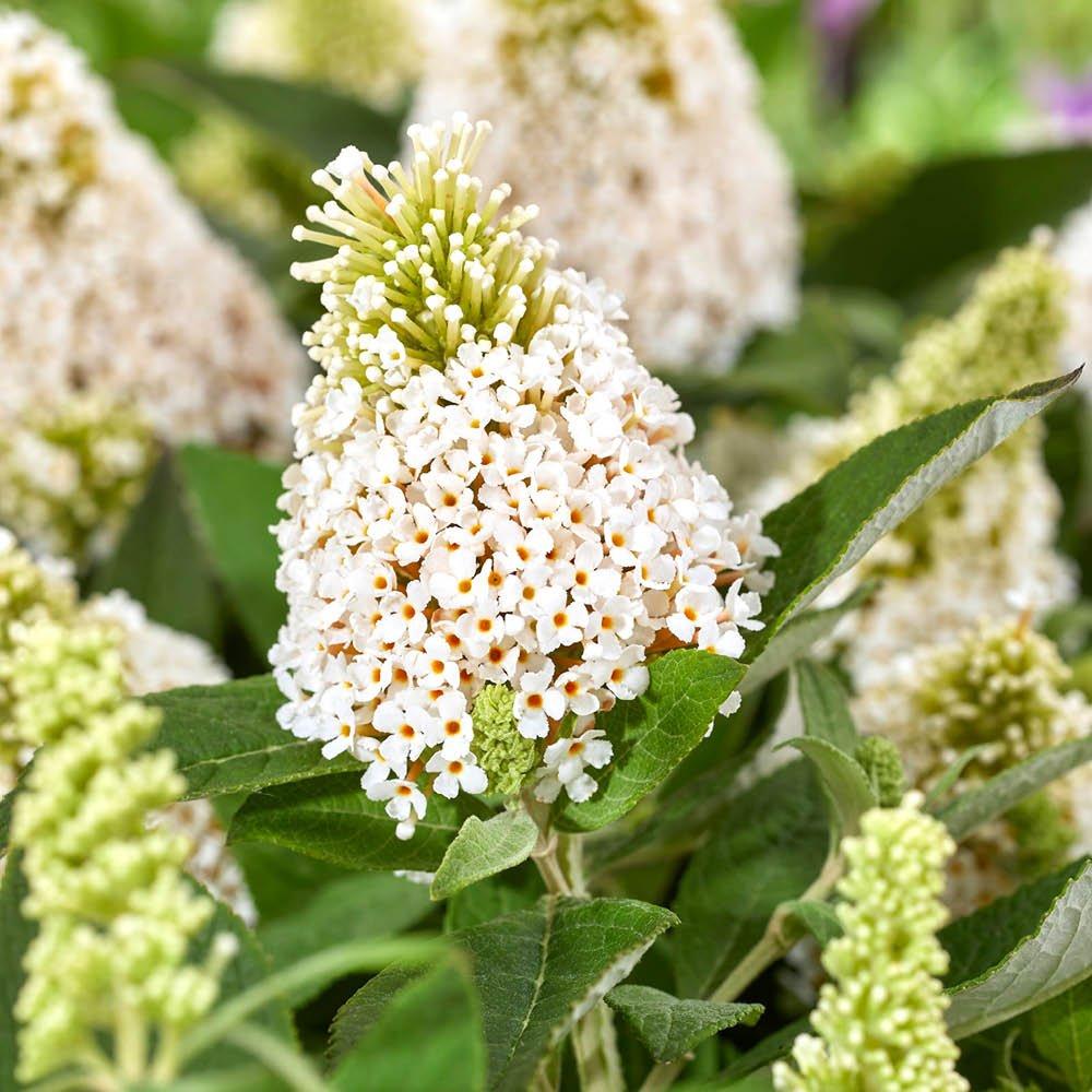 Multi - YouGarden - Buddleia Little Rock Stars Collection 3 x 9cm Pot - 3