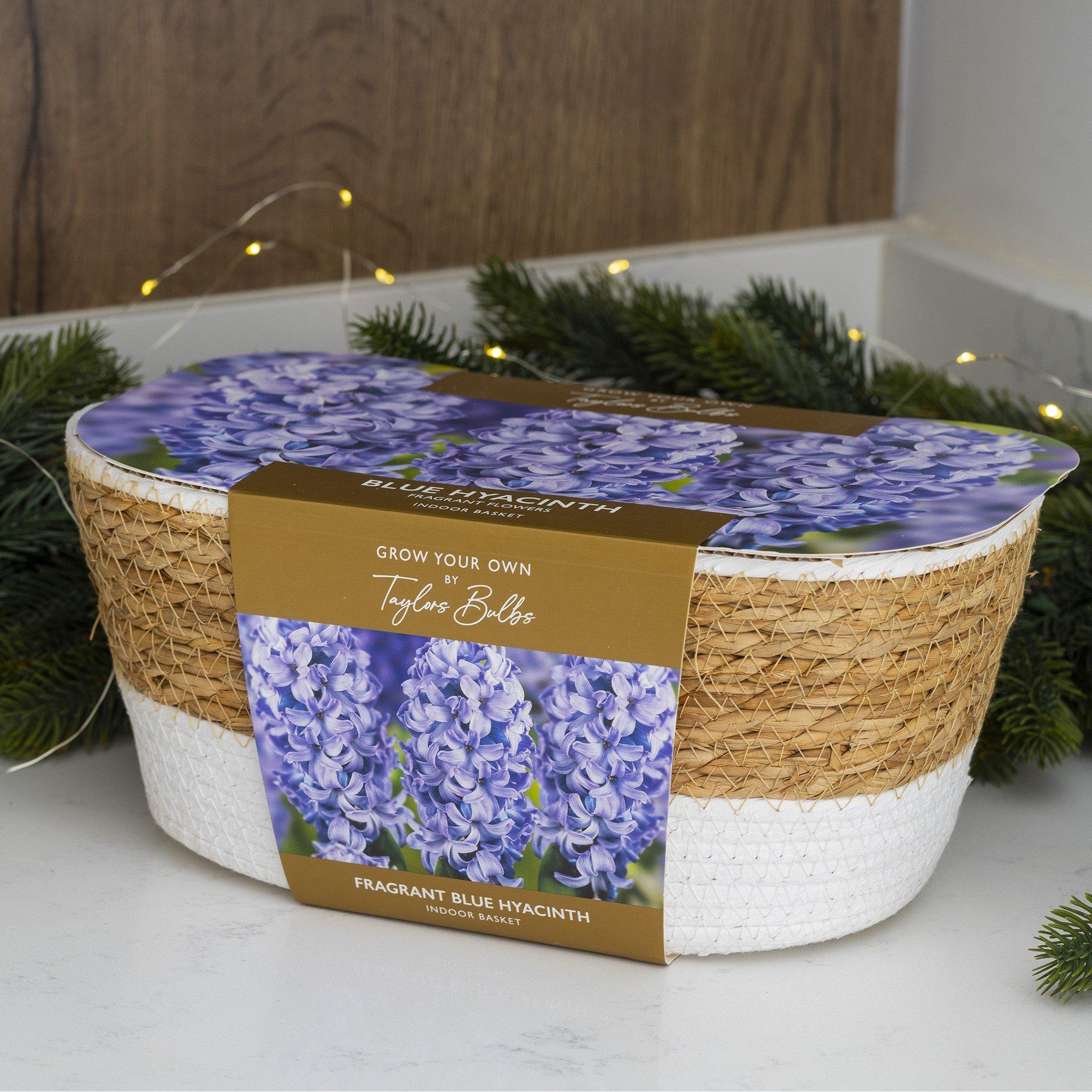 Blue - YouGarden - Large Blue Hyacinth Indoor Baskets AH71 - 1