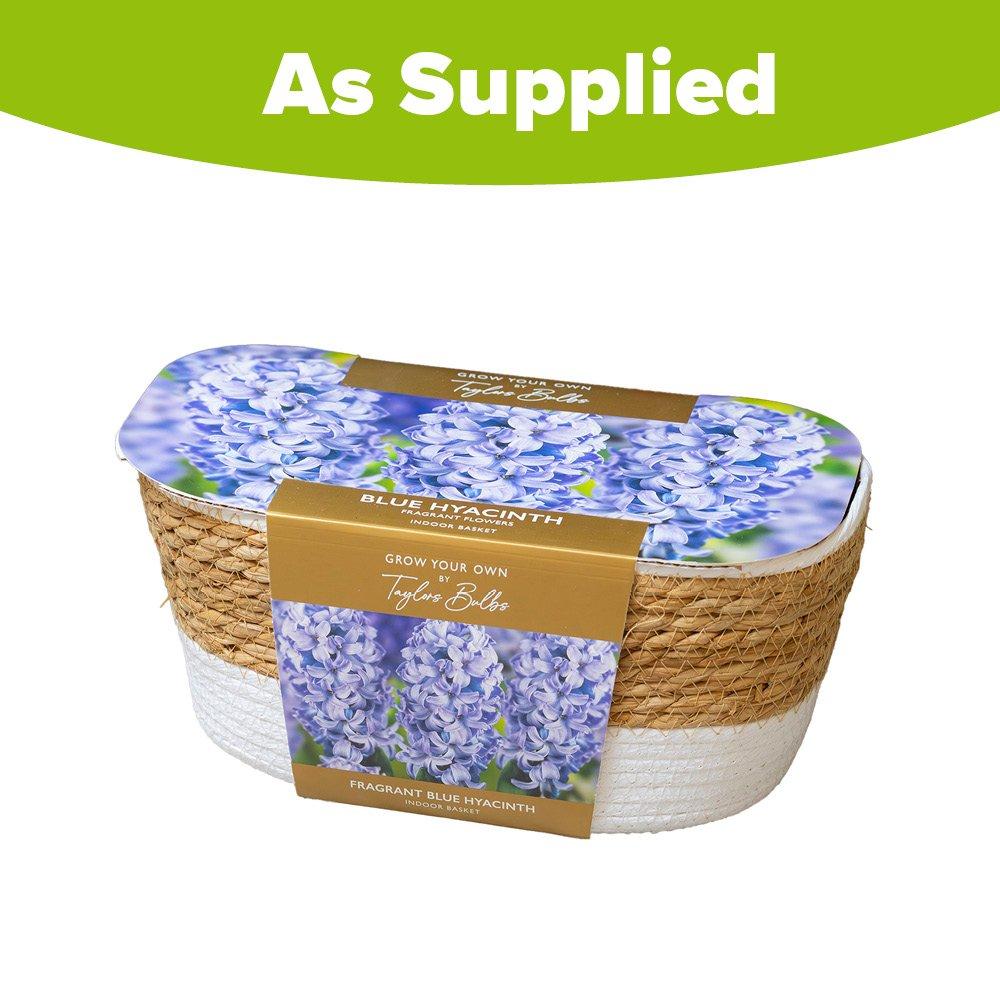 Blue - YouGarden - Large Blue Hyacinth Indoor Baskets AH71 - 2