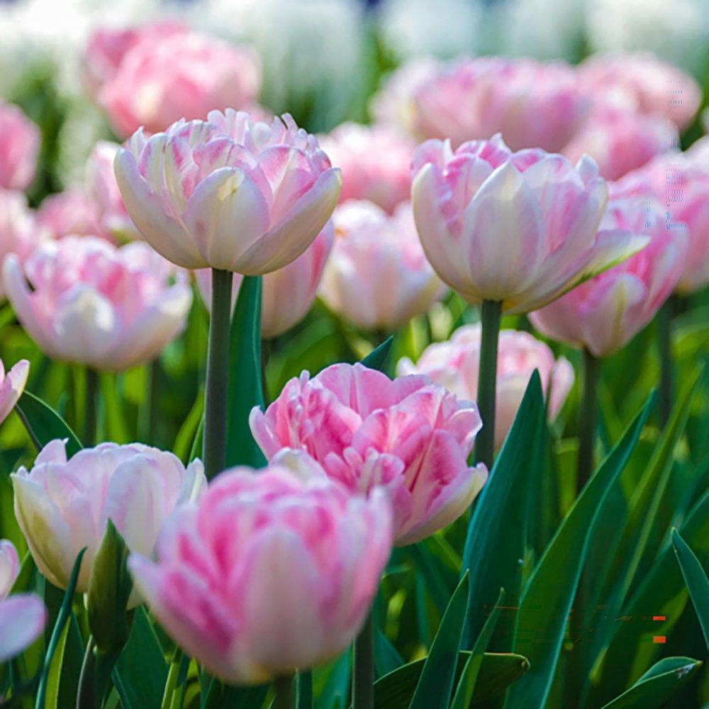 Multi - YouGarden - Tulip Double Pink (20 bulbs) - 1