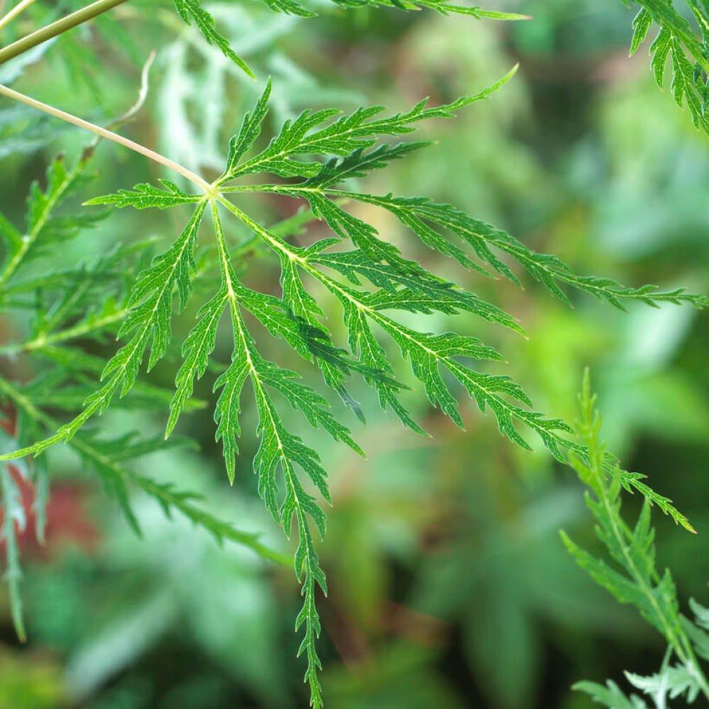 Multi - YouGarden - Acer Colourful Collection (3 x 1.5L Pots) - 2