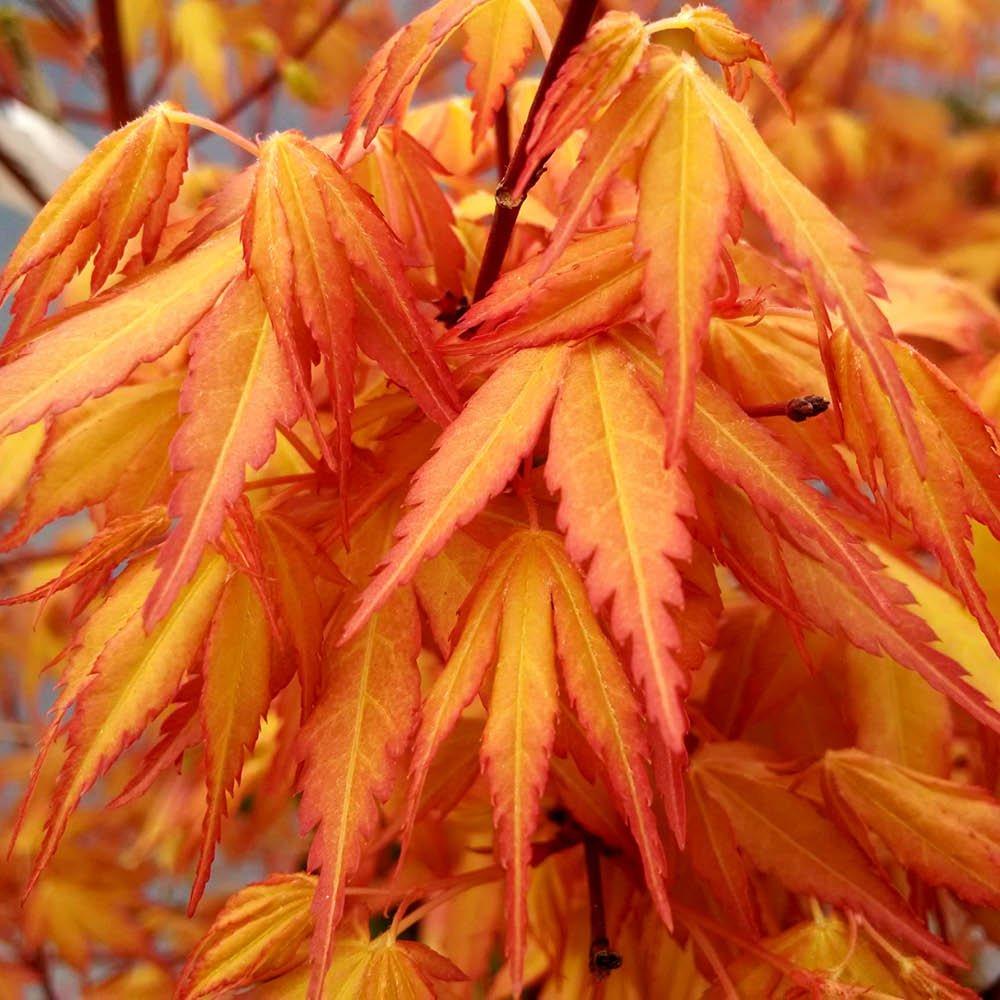 Multi - YouGarden - Acer Colourful Collection (3 x 1.5L Pots) - 3