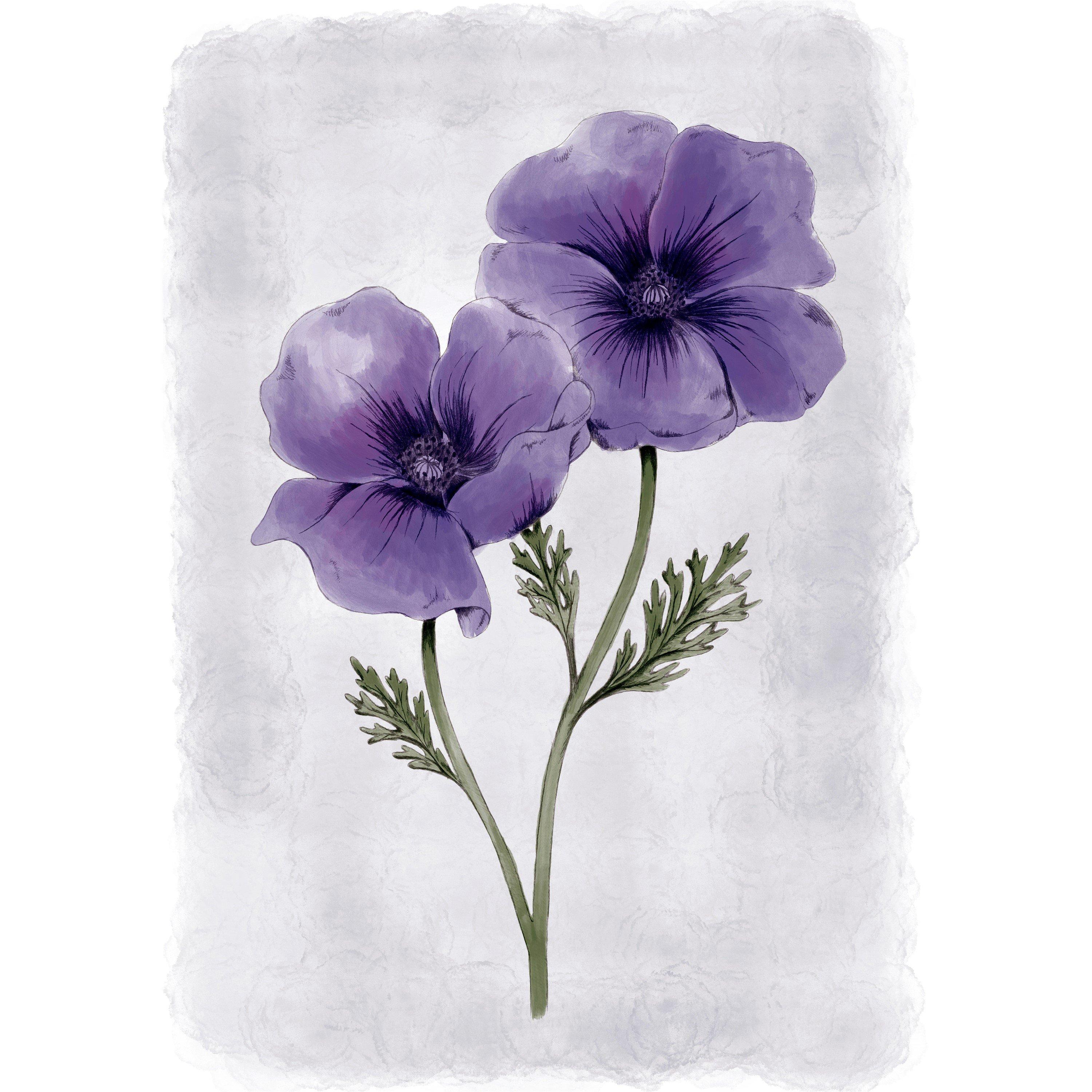 Purple - Laura Ashley - Anemone Floral Print in a Black Frame - 3