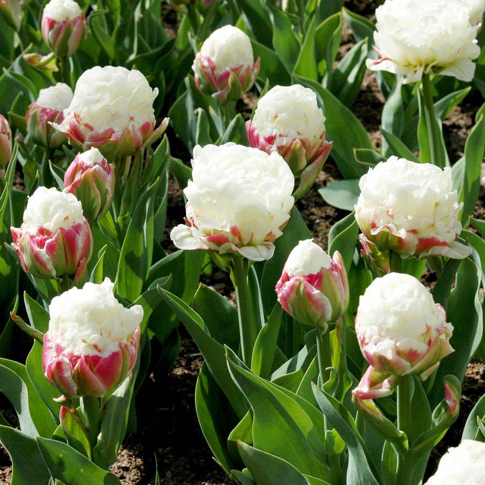 Multi - YouGarden - Tulip Ice Cream (10 bulbs) - 1