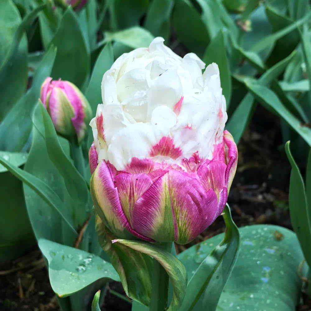Multi - YouGarden - Tulip Ice Cream (10 bulbs) - 2