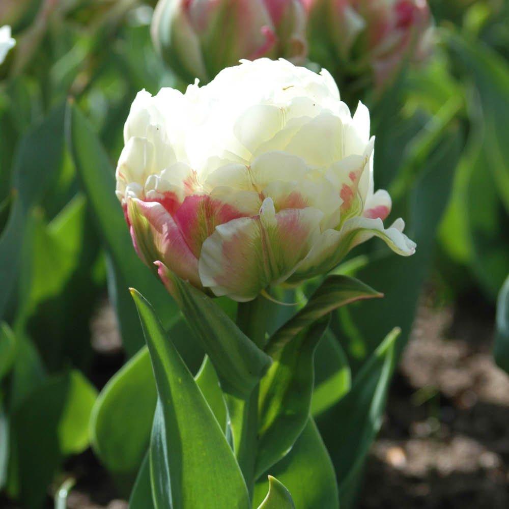 Multi - YouGarden - Tulip Ice Cream (10 bulbs) - 3