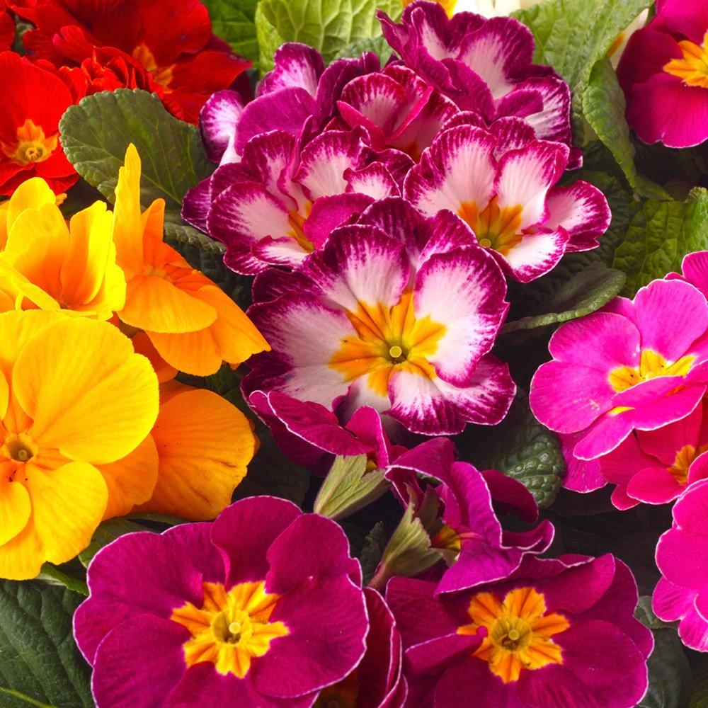 Multi - YouGarden - Primrose Bonelli Mixed - 20 Garden Ready Plants - 1